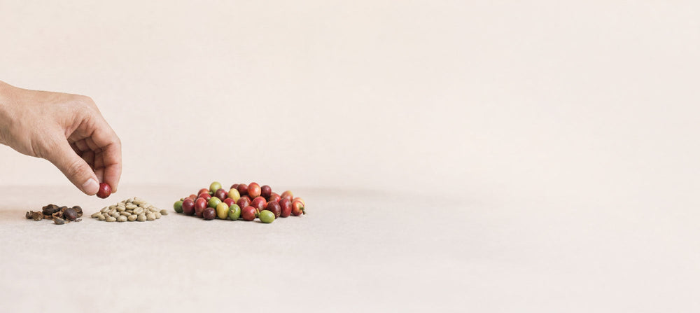 Wat betekent vers gebrande koffie?